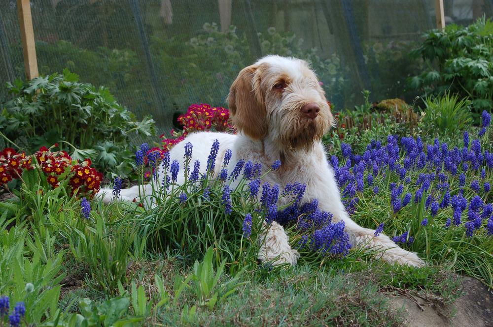 Уход за итальянским спиноне