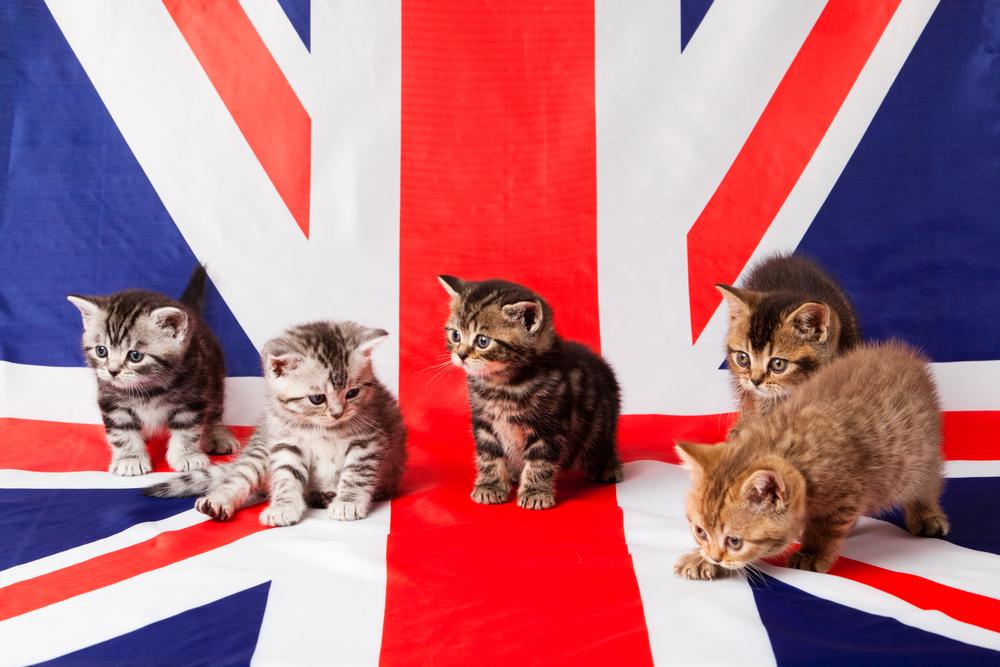 Клички котов и кошек на английском языке  Клички котов и кошек на английском языке