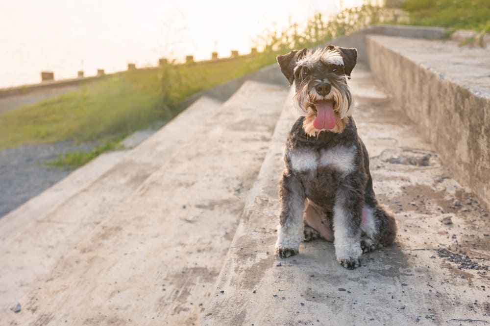 Первая течка цвергшнауцера свидетельствует о половом созревании собаки