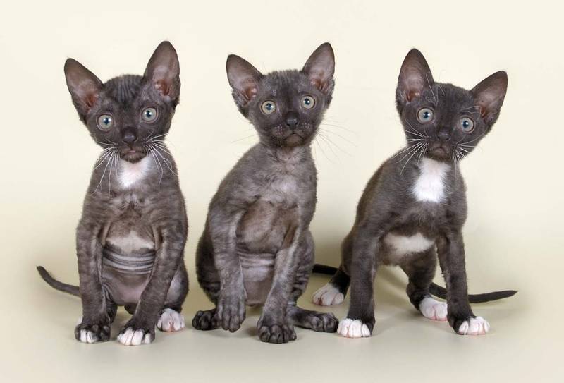 здоровье уральского рекса