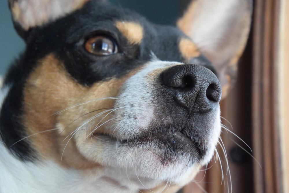 Здоровье и болезни тедди-рузвельт-терьера