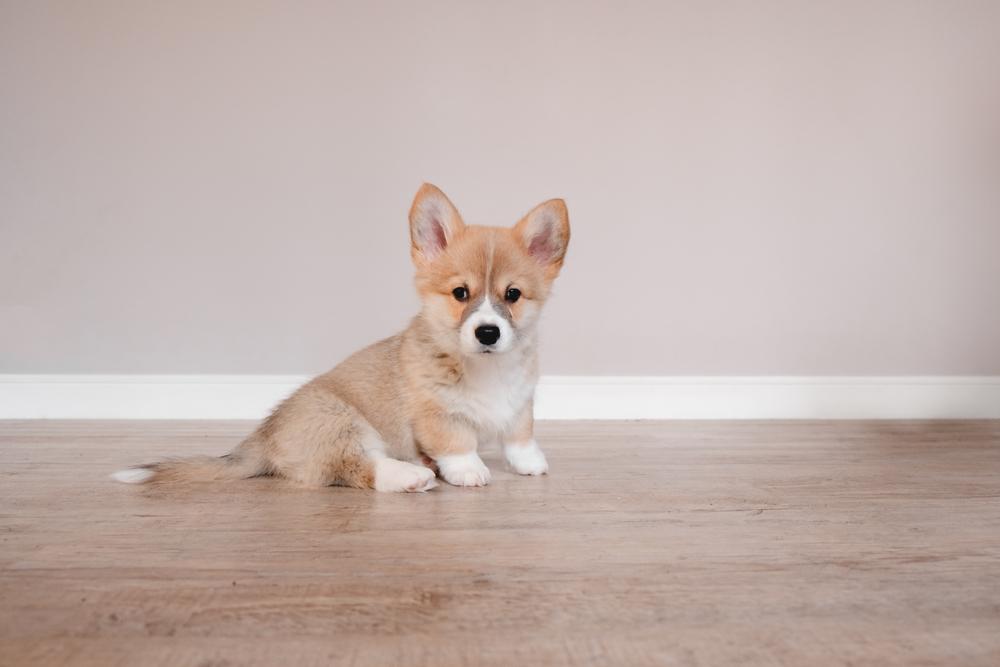 Двухцветные окрасы корги-пемброка: фавн Двухцветные окрасы корги-пемброка: фавн