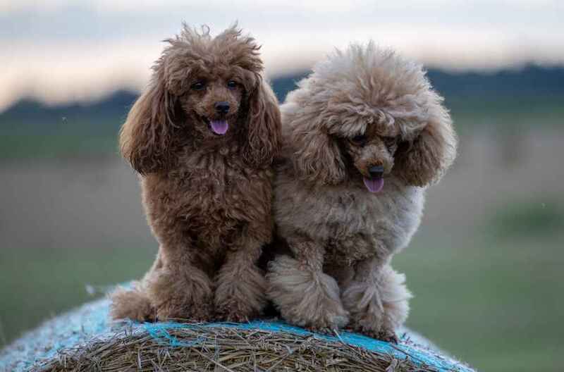 Это собака пудель