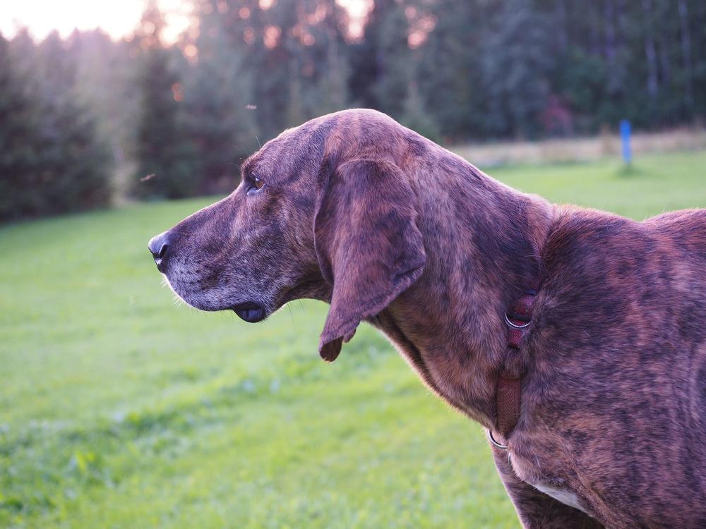 Полосатые породы собак: плотт-хаунд