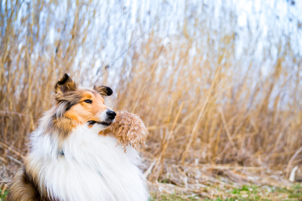 Вязать колли нужно с наступлением зрелого возраста