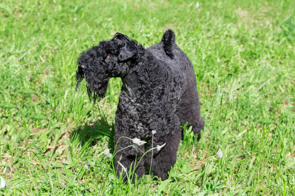 Керри-блю-терьер нуждается в правильном питании