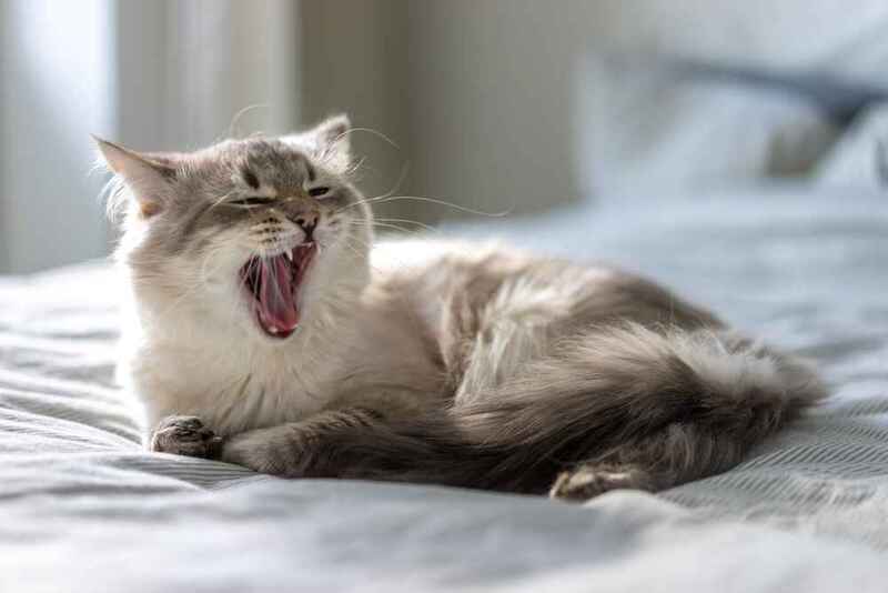 Болезнь – один из факторов, влияющих на то, сколько весит невская маскарадная кошка