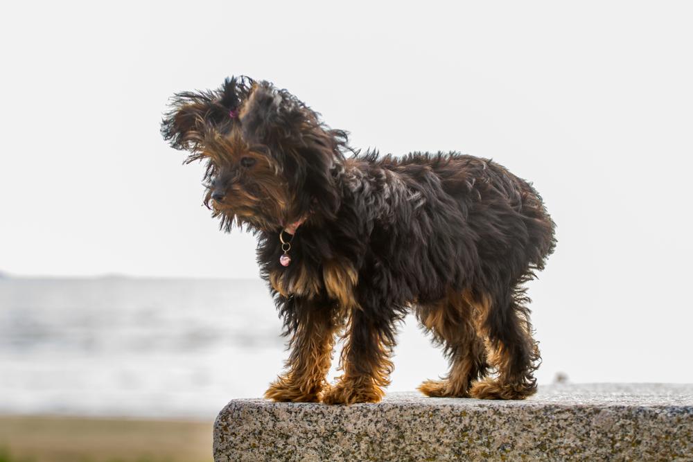 особенности поведения петербургской орхидеи