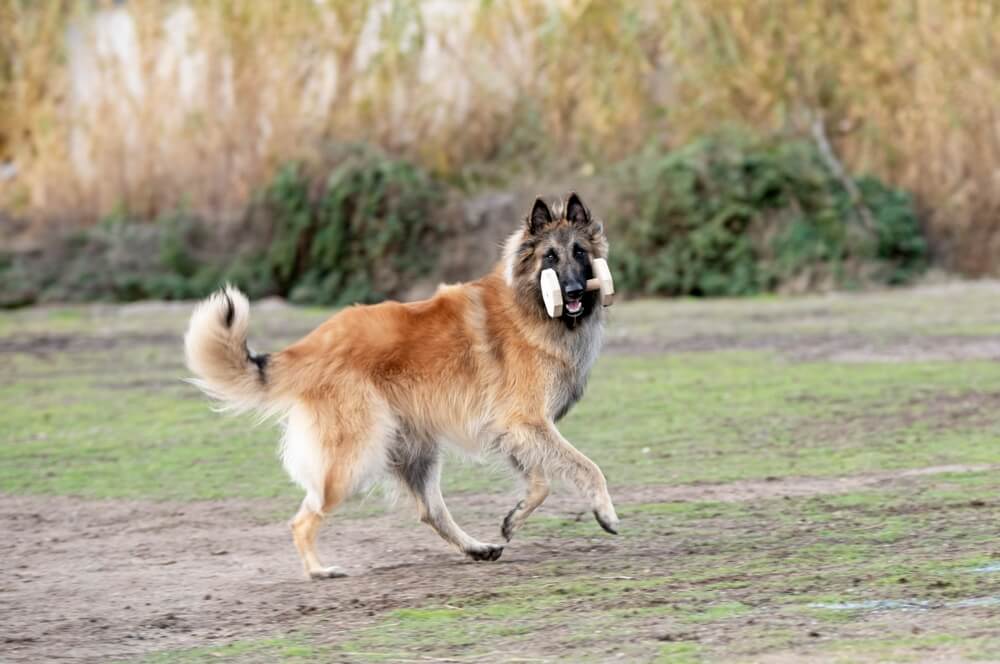 Бельгийская овчарка тервюрен на фото