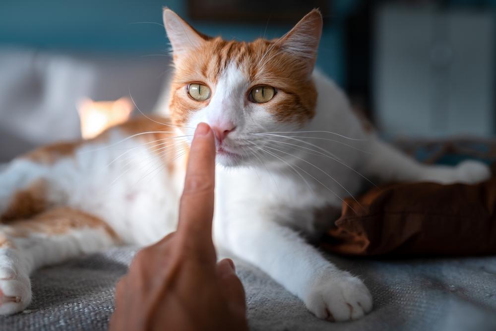 Особенности обоняния кошек Особенности обоняния кошек