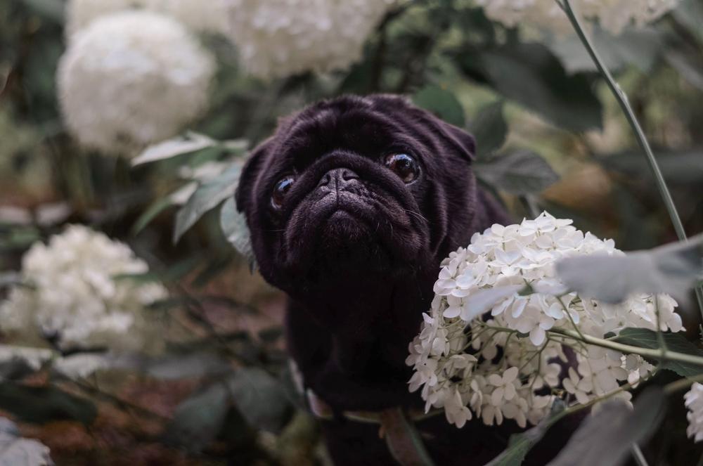 Черным мопсам необходима социализация