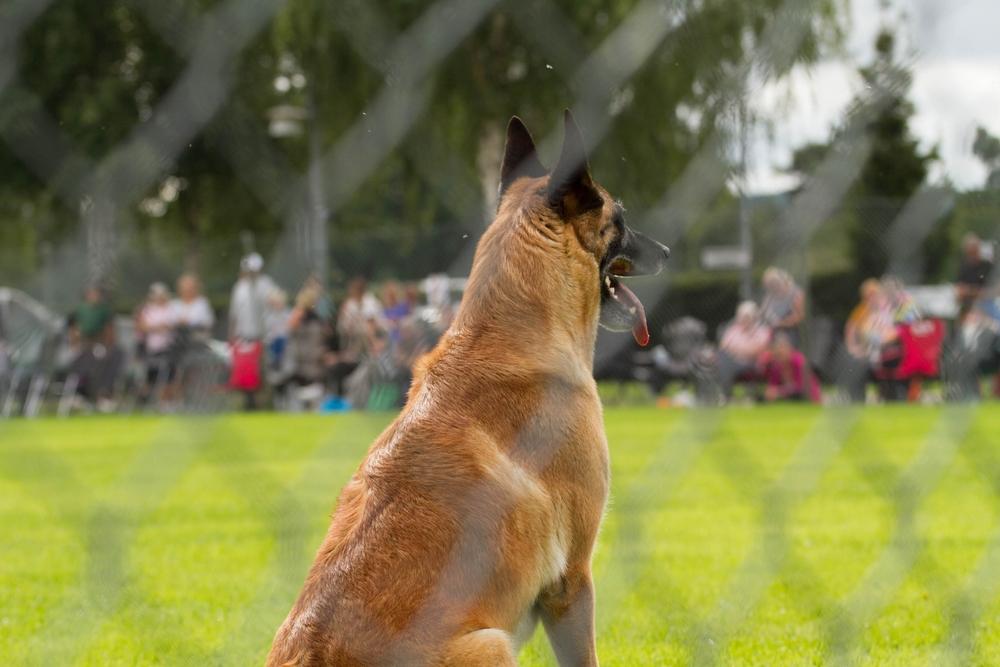 Правила мондьоринга для собак