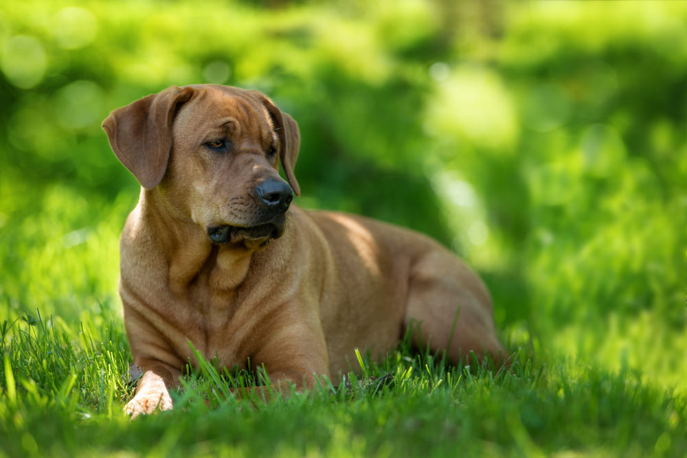 Брохольмеру нужен уход