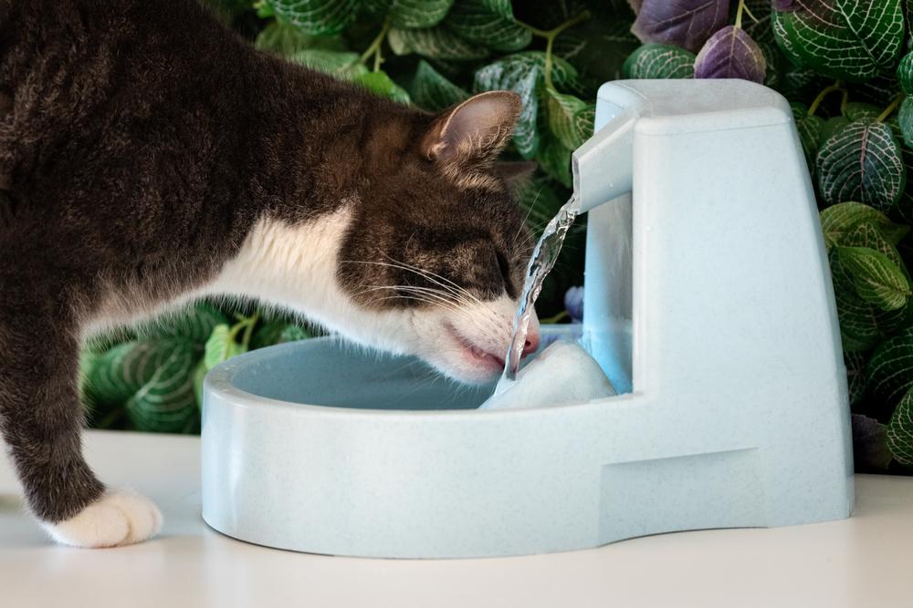 Berapa banyak air yang diminum kucing