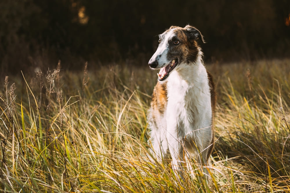 Русская борзая с черными пятнами
