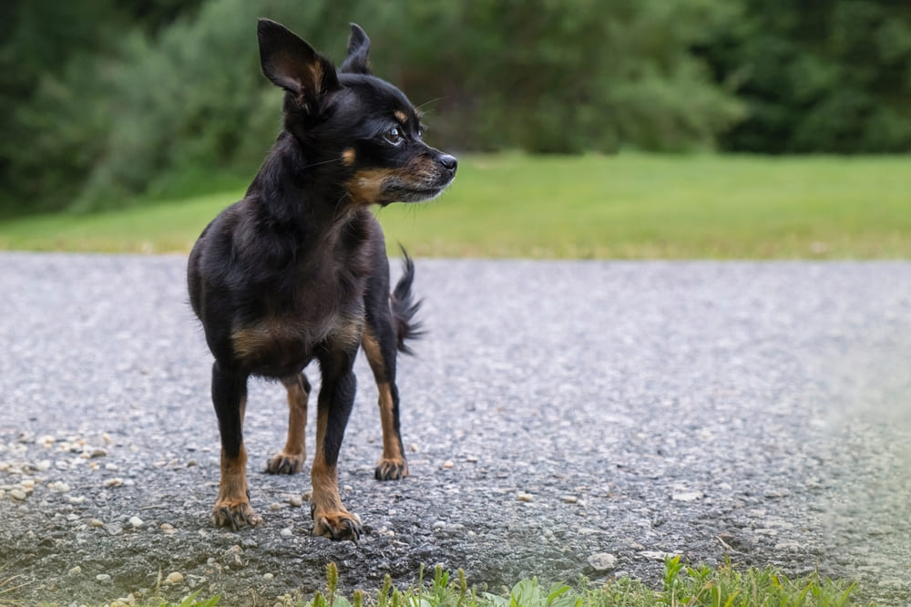 Болезнь чихуахуа может проявляться судорогами