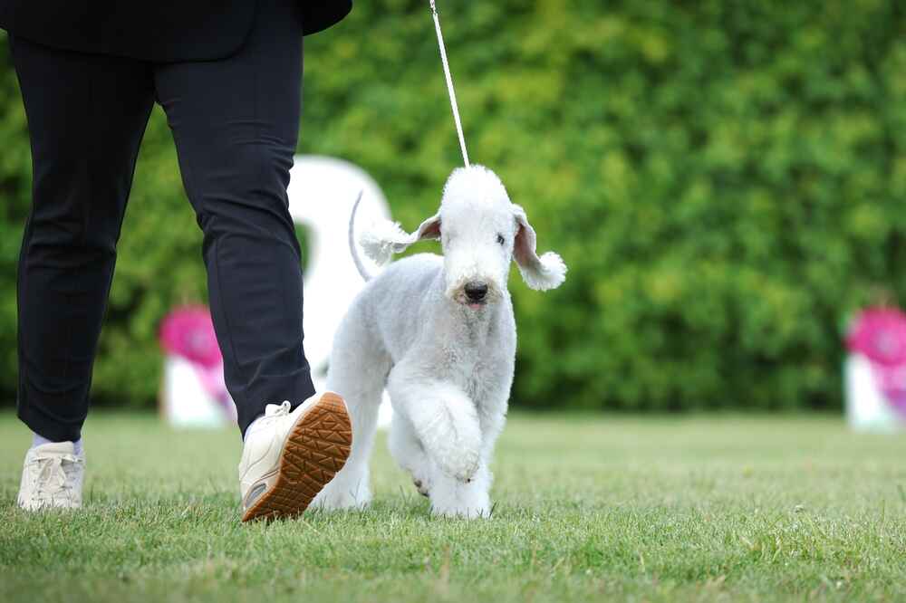 Бедлингтон-терьер на выставке