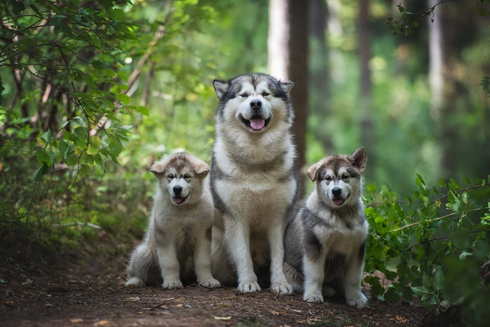 У собак маламутов есть склонность к глазным болезням