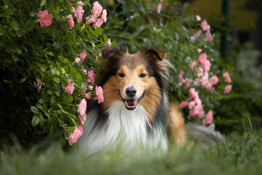 Владельцу интересно, сколько живут шелти по человеческим меркам
