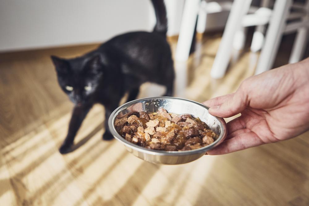 лечебная диета при отравлении у кошек
