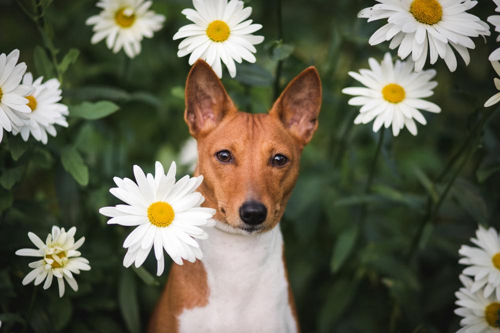 Средние собаки с крепким здоровьем: басенджи