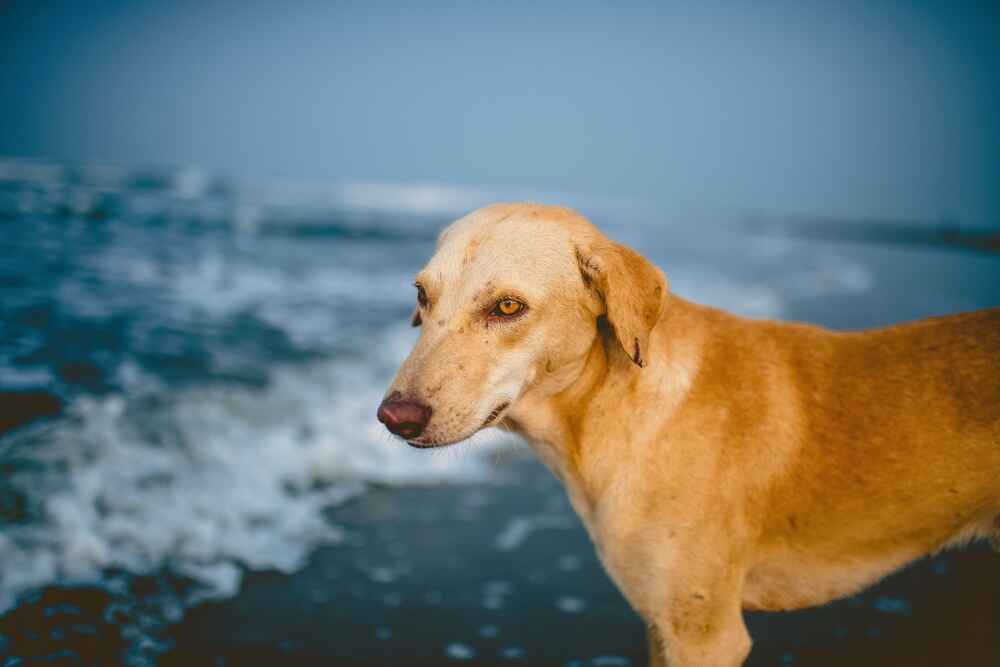 Родезийские риджбеки нуждаются в обработке от паразитов