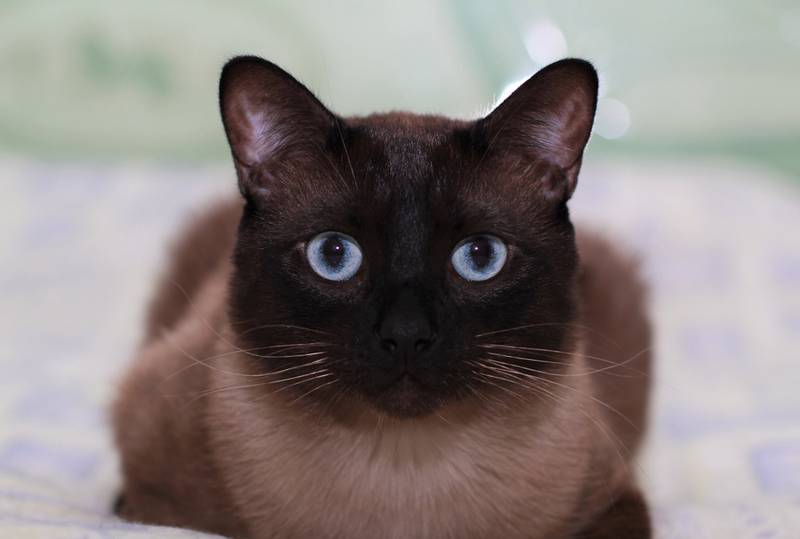 Самые милые породы кошек: тайская кошка Самые милые породы кошек: тайская кошка