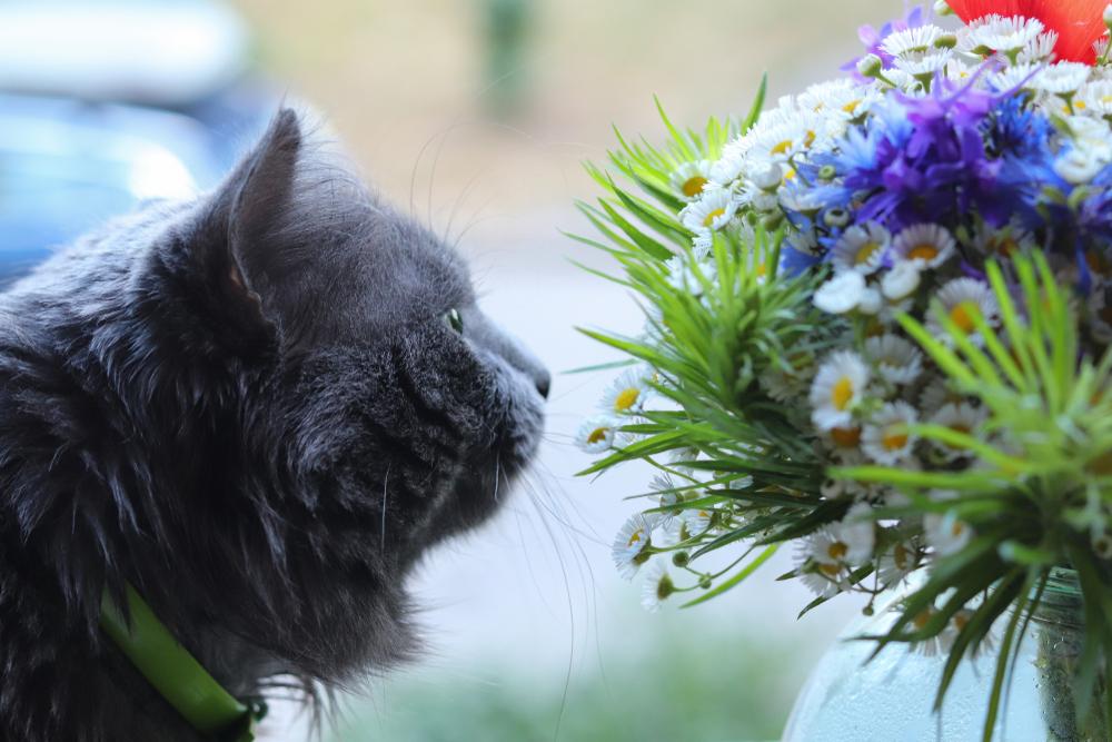 Особенности кормления нибелунга