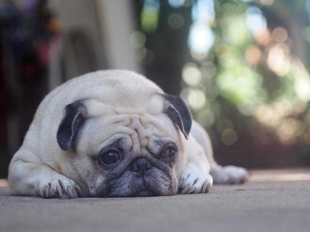 Здоровье и болезни мини-мопса