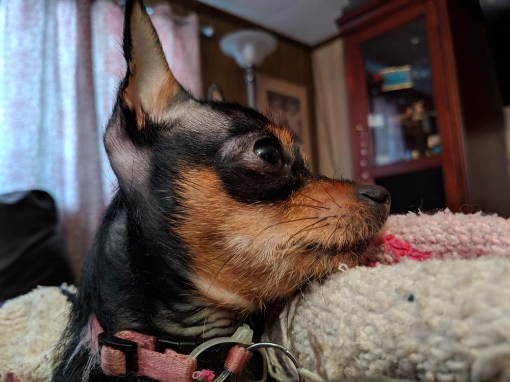 Особенности кормления чорки