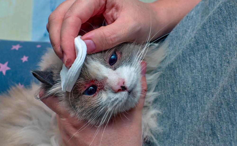 лечение атопического и аллергического дерматита у кошек