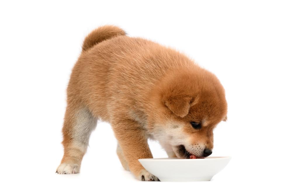 Кормление щенков сиба-ину Кормление щенков сиба-ину