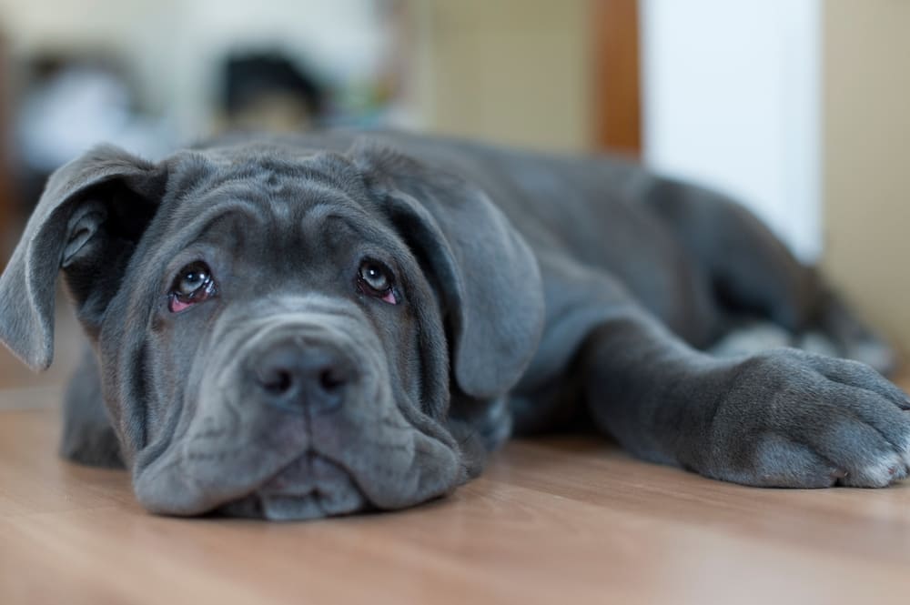 Неаполитанский мастиф в щенячьем возрасте