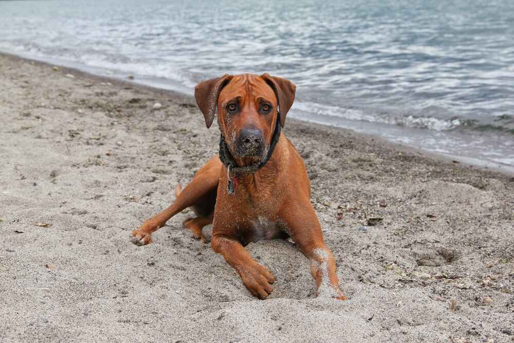 Порода риджбек