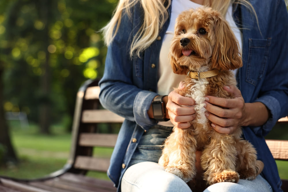 Течка у мальтипу проходит поэтапно