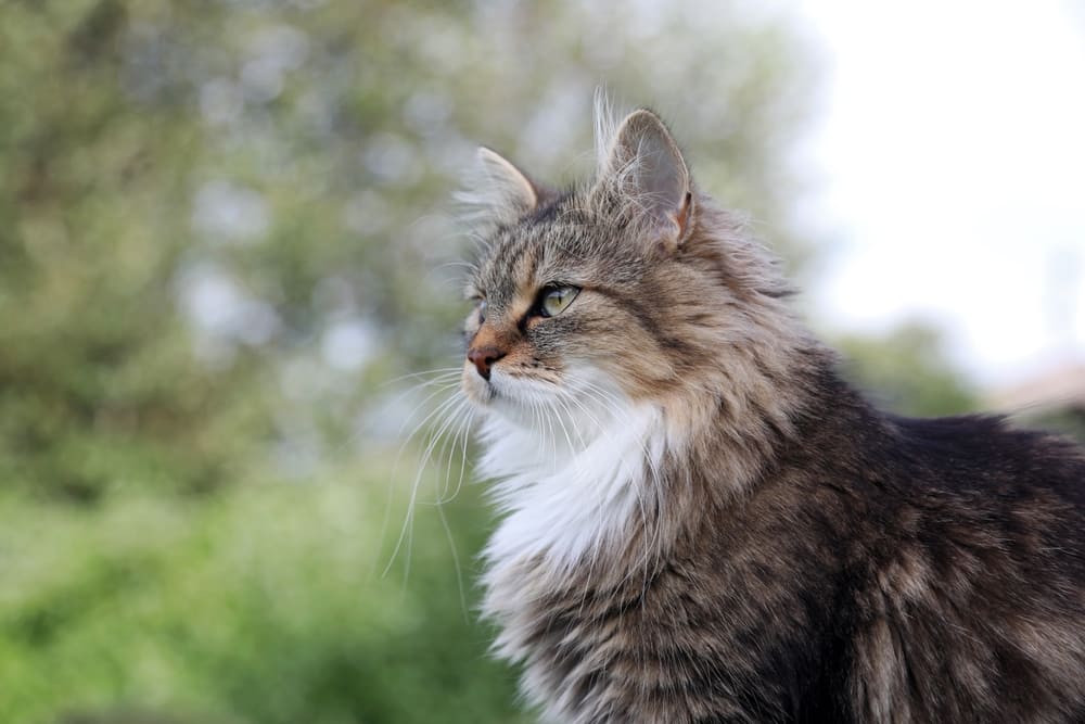 Рацион влияет на то, сколько весит норвежская лесная кошка