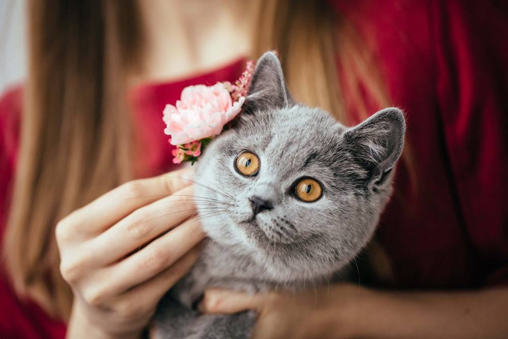 Особенности строения ушных раковин кошек Особенности строения ушных раковин кошек