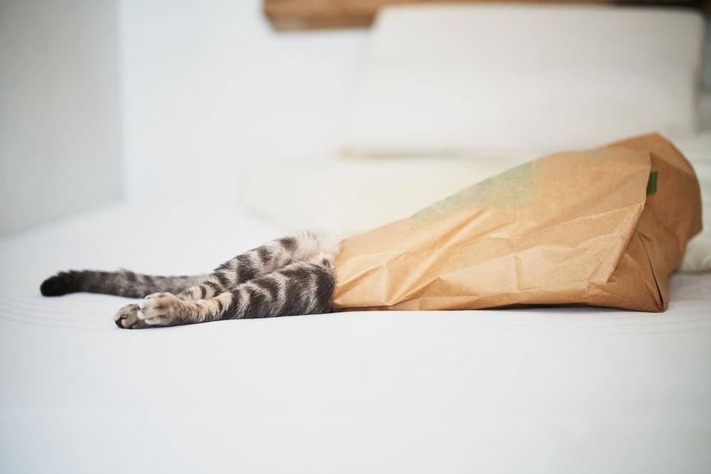 Можно ли предупредить обездвиживание у кошек? Можно ли предупредить обездвиживание у кошек?