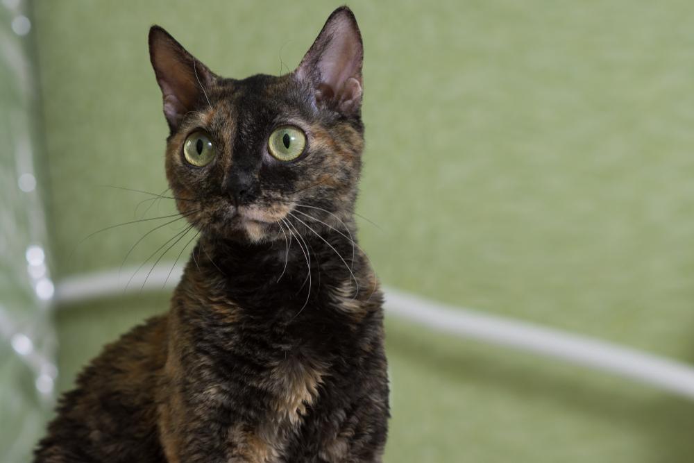 история происхождения уральских рексов