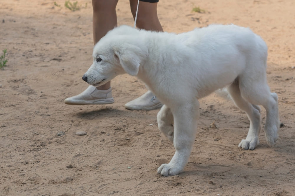 Маремма-абруццкая овчарка шоу-класса