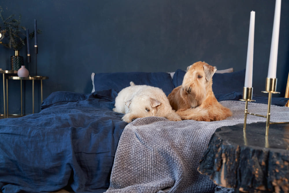 Ирландский пшеничный терьер считается неплохими сторожем