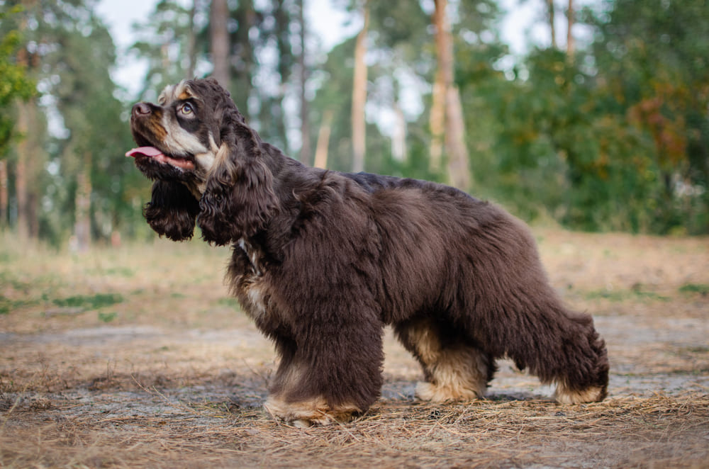 Американский спаниель обладает высоким интеллектом
