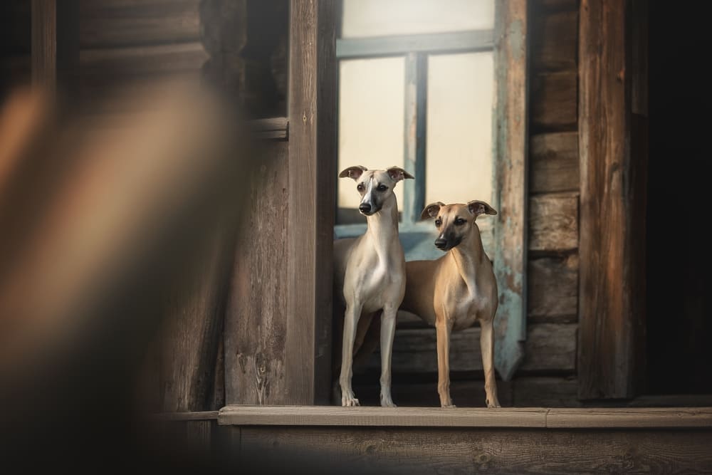 То, сколько прожил уиппет, можно сравнить с человеческим возрастом