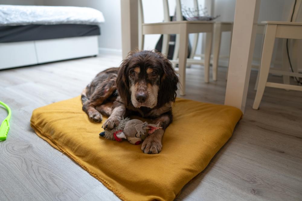 история происхождения немецкого вахтельхунда