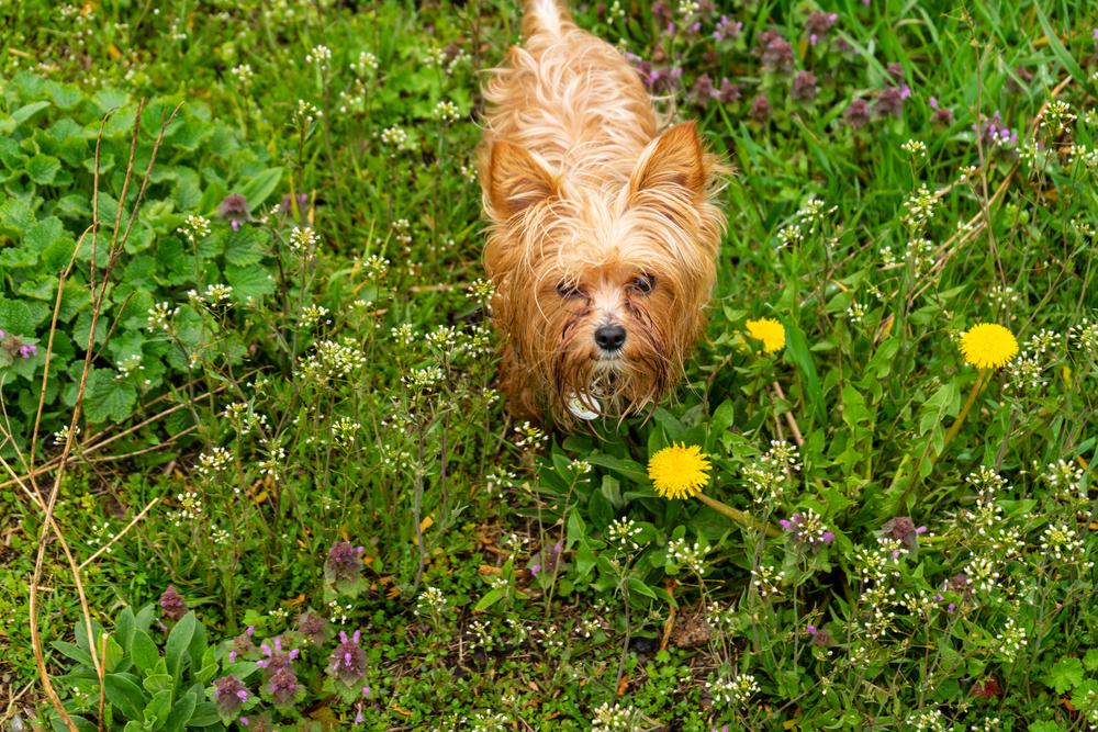 Здоровье голдаст йоркшир-терьера