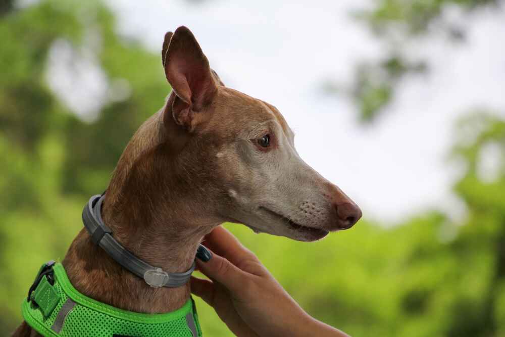 Голова сицилийской борзой