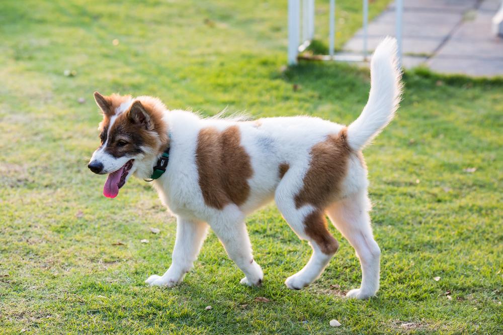 Выгул и активность тайского бангку