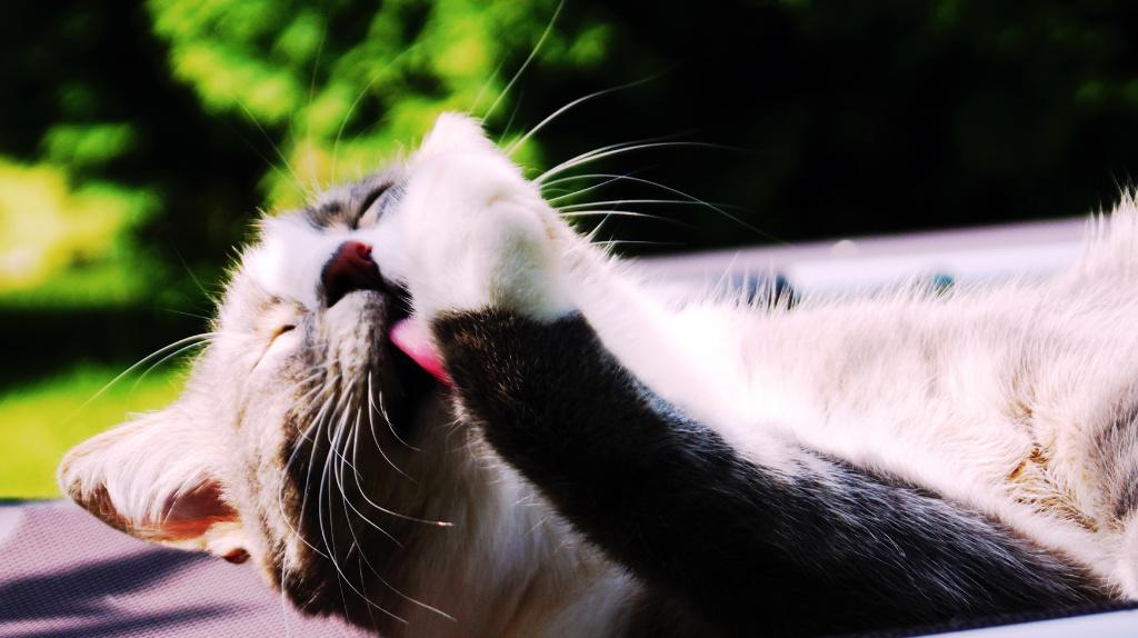 лечение запаха изо рта у кошек в домашних условиях