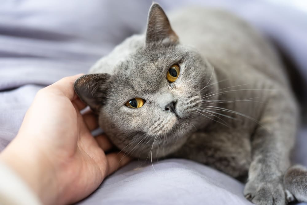 Питание влияет на то, сколько может прожить британская кошка