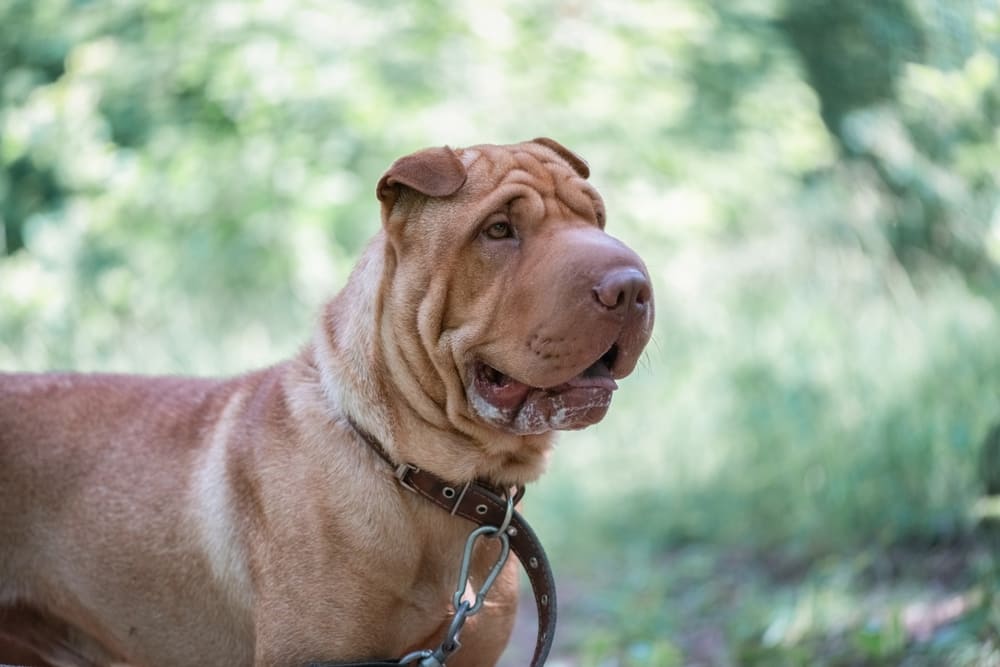 Вес влияет на то, сколько живут шарпеи